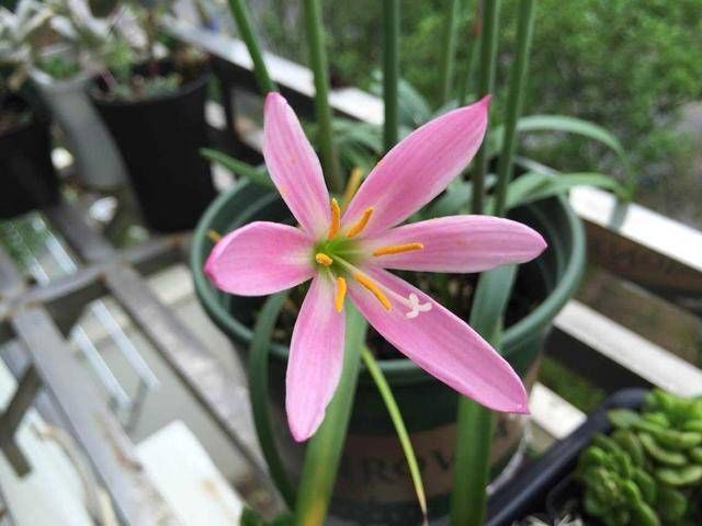  「便宜」这几种花便宜好养，每次开花一大片，长出花海太美了