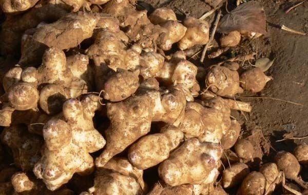 农村名字最奇怪的蔬菜“万年脏”，撒上一粒种子，能吃好几年