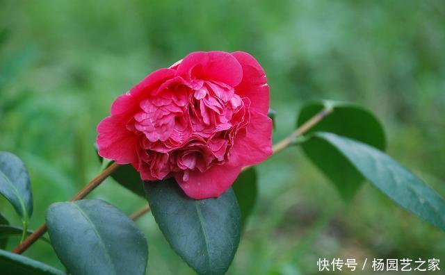  #新芽#“山茶花”嫁接，注重几个技巧和方法，成活高生长快新芽蹭蹭长