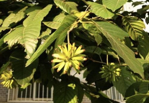 珍贵:1种树高大,被称为“喜树”,结出的果子像“香蕉”,珍贵、特别