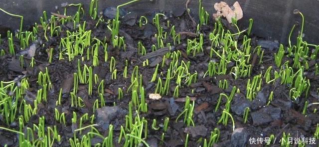  [种菜]2种菜，在阳台、院子里种一些，以后不用播种，年年都有收获