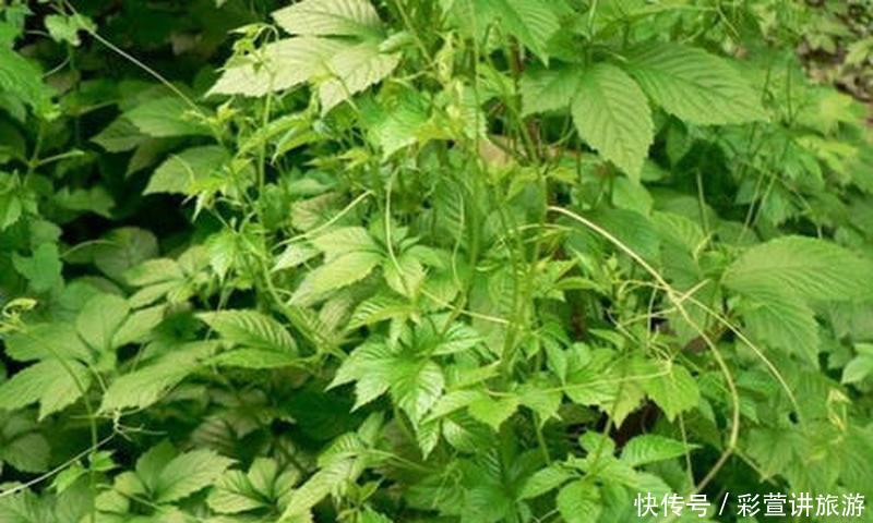  害草@常被当成害草除掉，却有人大量种植，农民数叶子论价！