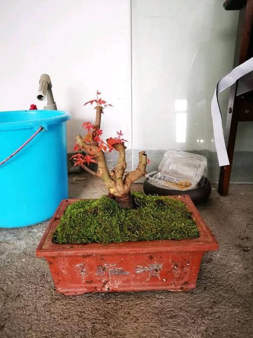  [红枫]红枫养护大全，养出“火焰色”，把握几个小窍门，盆盆价值不菲