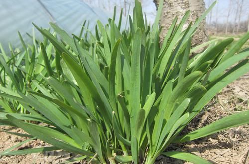  『种植』种植韭菜时怎样施肥？教你几招，能让韭菜长的越来越好