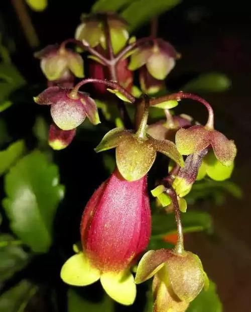  『肉花』萌萌的多肉花，这种花叫宫灯花，开花时一株挂上百个“灯笼”