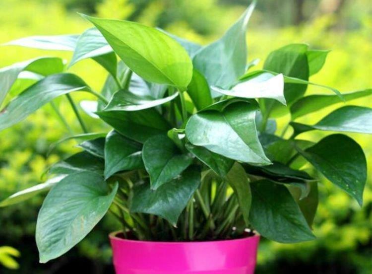#春天#春天养花,不妨养这四款花,花开娇艳美不胜收,一年四季都赏花