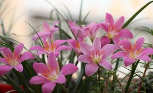  #朱顶红#春季养此款花卉，花大服盆快，花色艳丽，花开枝繁叶茂