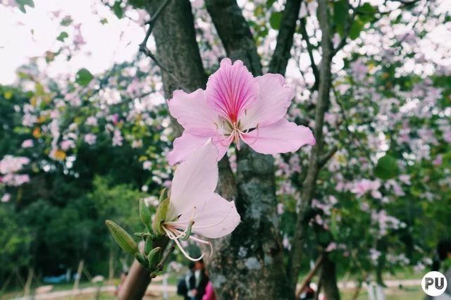 靓！佛山周边1500株樱花已盛开，最美的春天在这里~