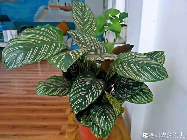  「图片作者」10种花，春天不能晒，躲屋里最安全！