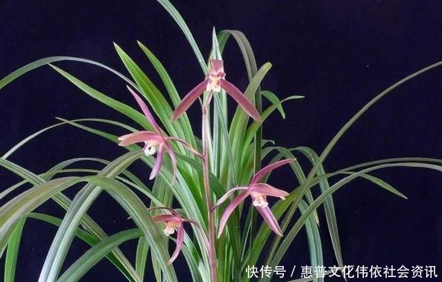 【生长期】兰花生长期停滞,或者生长缓慢,如何处理