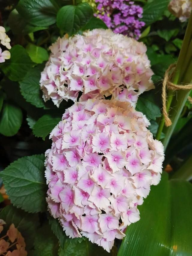  「球老师爱吃薄荷冰淇」封闭阳台养花，防盗窗有大用，1平米也能变花园！