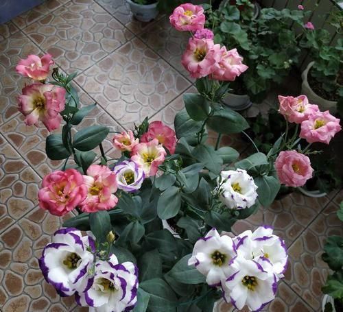  [玫瑰]最漂亮的草花“洋玫瑰”，号称“草本玫瑰”，花期长，是盆栽佳品