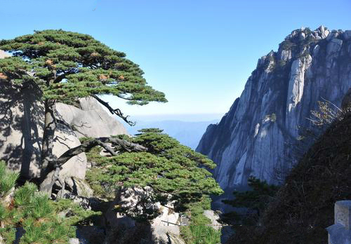 世界最厉害十棵树:四棵在华夏,价值无法估量,1棵是李世民栽种