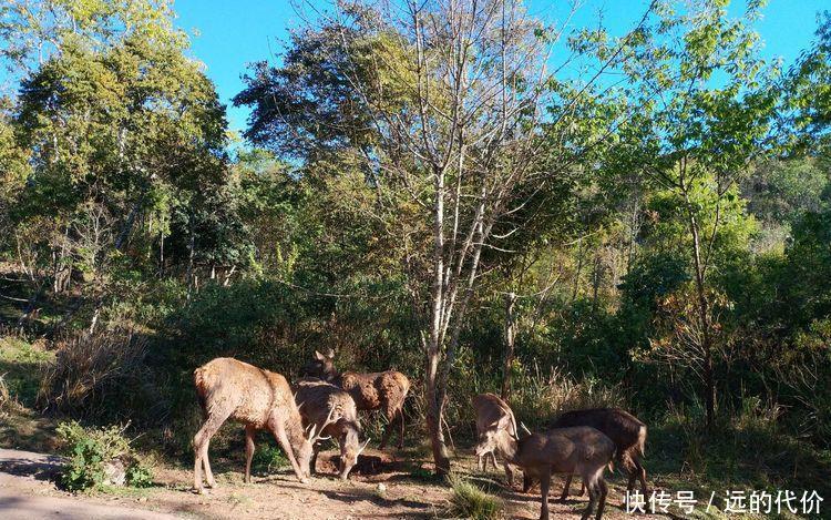 自驾游方便还是跟团游方便？