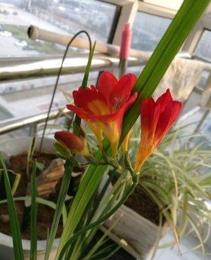  适合悬挂@这几种花吊着养，不占地方开花更多，一朵一朵挤满盆