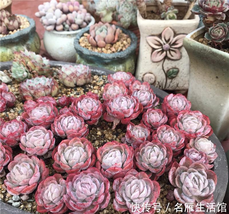  [喷水]多肉养护：“喷水”是绝招，养出“极品红”多肉，春节红红火火！