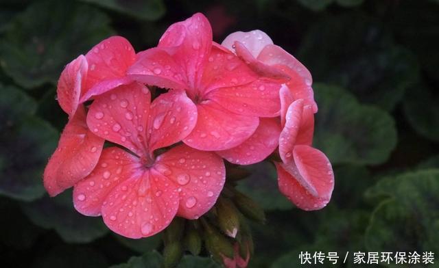  #能力#养花就养此3种，开花能力强爆盆简单，谁养谁喜欢，漂亮极了