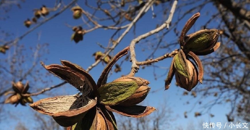  「人人」农民不种地改种坚果树, 一斤50多元, 一棵树年赚上千,