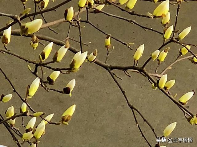  #鸟语花香#玉兰花开，鸟语花香，大自然的馈赠