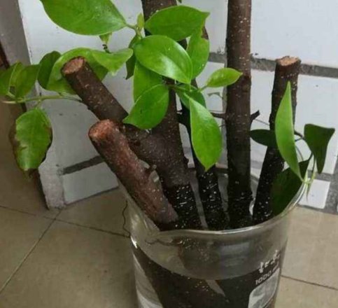  『扦插』这5种“生根水”，自己在家“免费”做，效果比买的好，无污染！