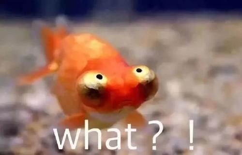 真够奇葩！女子称家中被盗，警察却从几条鱼看出真相……