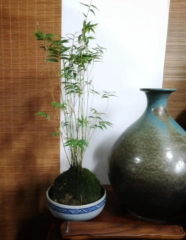  『水泥花盆』客厅养盆镇宅花，除异味、保家宅，越养家越旺！