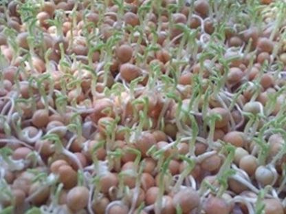  #蔬菜#不用下地，在家就能种植的无公害蔬菜，农村大妈靠这一天