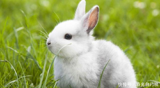 兔子的呼吸道疾病的对策,繁殖过程中的敌人