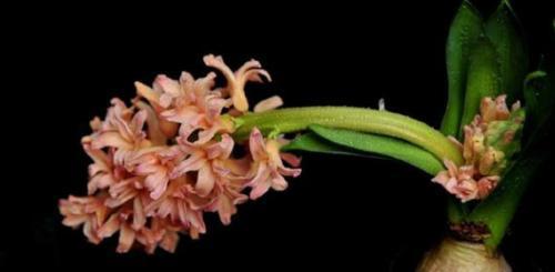 5种你难以拒绝的花草，好养还能净化室内空气，懒人都适合养