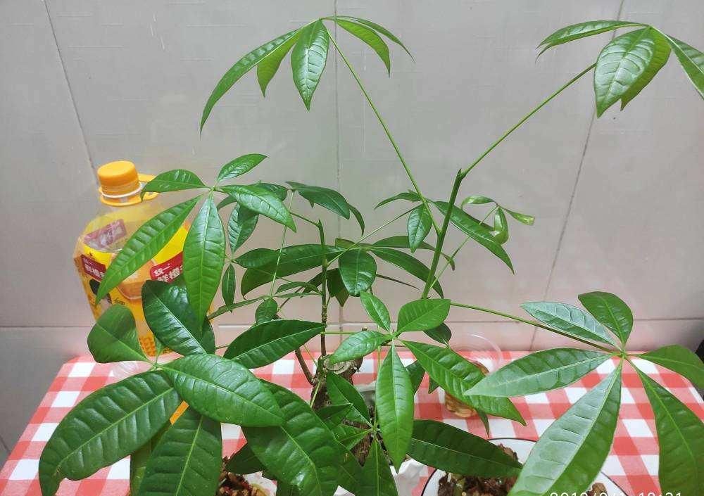  [怕水]这花最怕水，一浇就烂根，旱一旱反而枝繁叶茂！