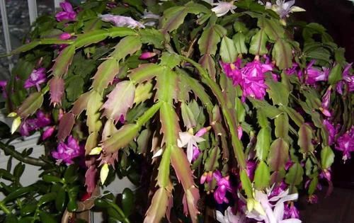  『心叶蔓绿绒』窗台上的吊盆植物，你是选观叶植物，还是开花植物？
