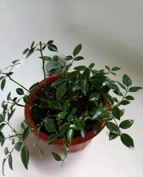  #很快#花儿生了虫，不管不顾，很快就剩盆！