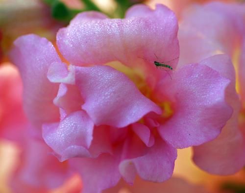  #名字#3种花很好养，给点水就蹭蹭长不停，名字优雅开花漂亮，人见人爱