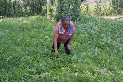 农村奶奶年年种西瓜，吃不完赌气不卖，孙子做法成普遍问题