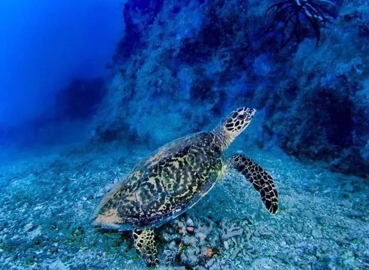全球唯一没有癌症的国家！跨双时空！比马代便宜，比塞班纯净...