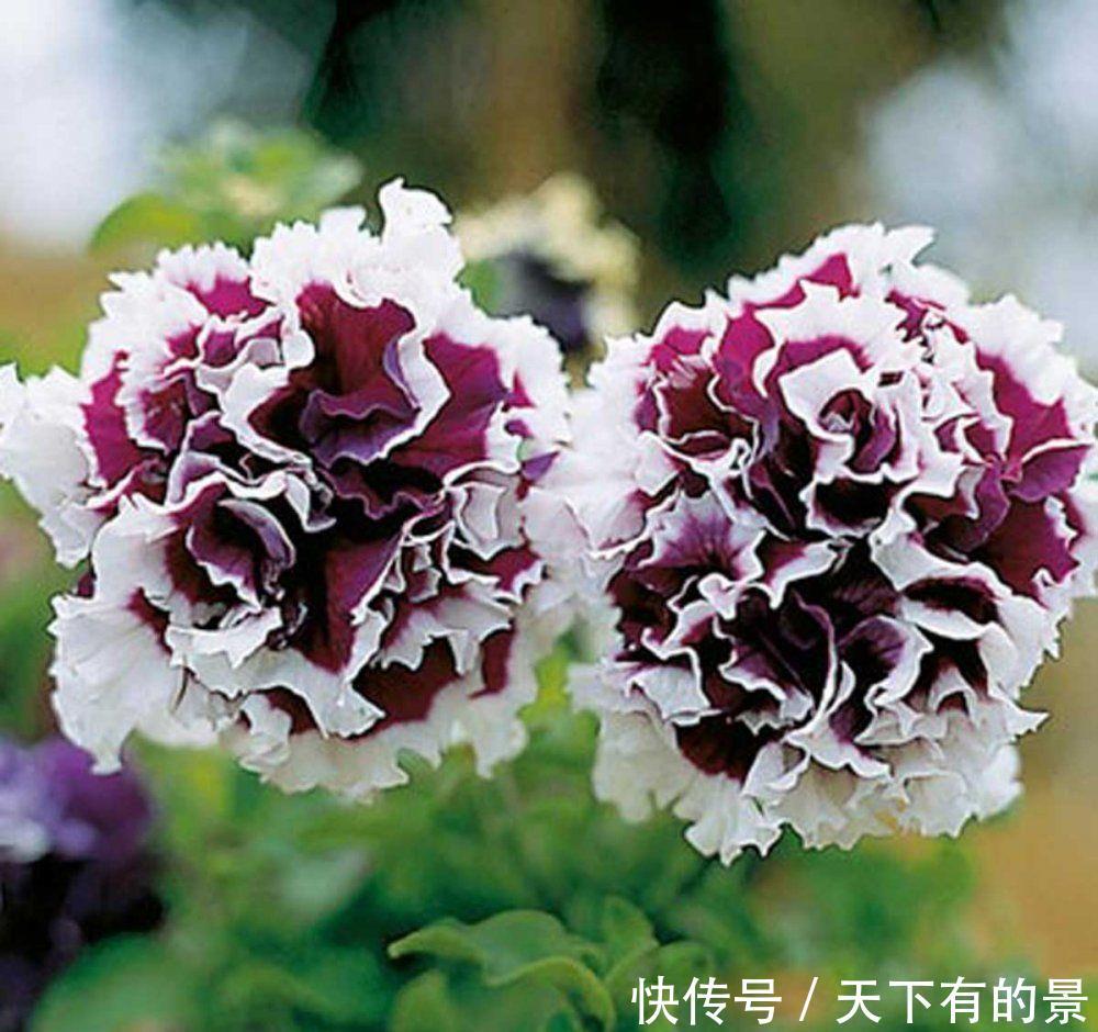  [喜欢]新手喜欢养护花卉，就选3种长势茂盛，花期长，花朵优雅的花卉养