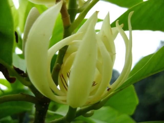  #提神醒脑#驱蚊 | 18种除虫香草，杀菌驱蚊虫，叶子还能炒菜吃