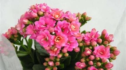  『快乐』三款寿意之花，盆栽一株修心养性，健康又快乐，款款好看又爆盆