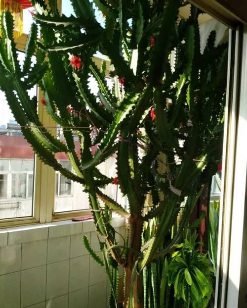  【养护的时】这花可真了不得，随便一养就猛蹿戳屋顶，吓得赶紧搬出去！