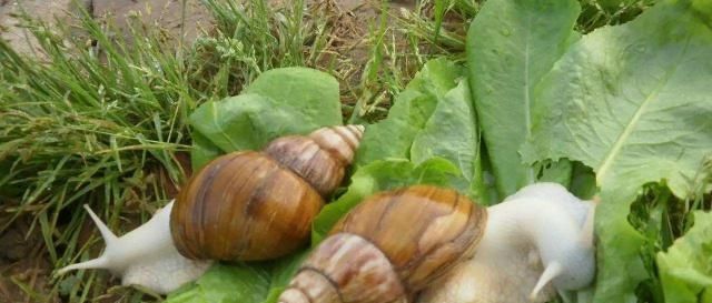  「品种」蜗牛的品种很多，养殖时，要根据当地具体情况因地制宜