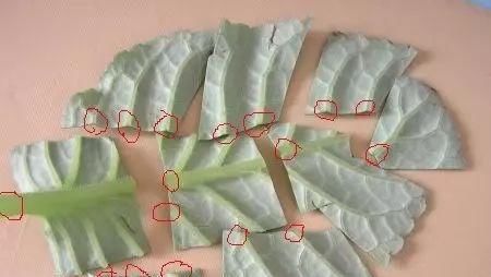  「大岩桐」这2种花不用买，叶子切几刀，扔土里就长好几盆！