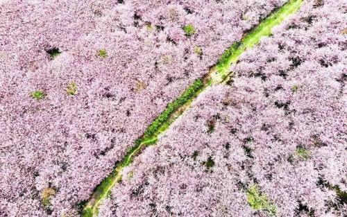 贵州私藏的人间仙境万亩樱花海，绝世美景震惊世界！