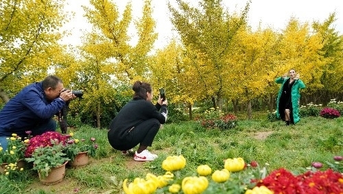  [银杏]山西农民8亩银杏林扔掉20年，现今坐在地头收门票，月赚10