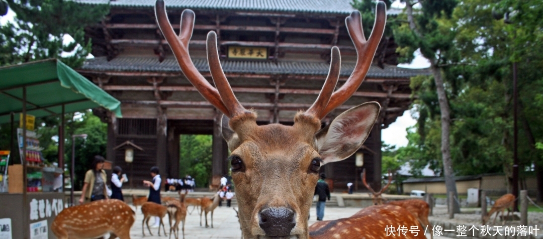【鹿比人】鹿比人多因无人喂食, 奈良鹿涌入城区, 市民苦不堪言
