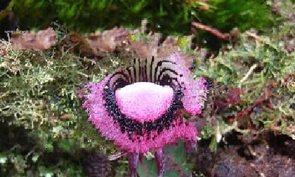  「稀罕」此物在世上好珍贵，别让我见到你踩它，多年来很受重视