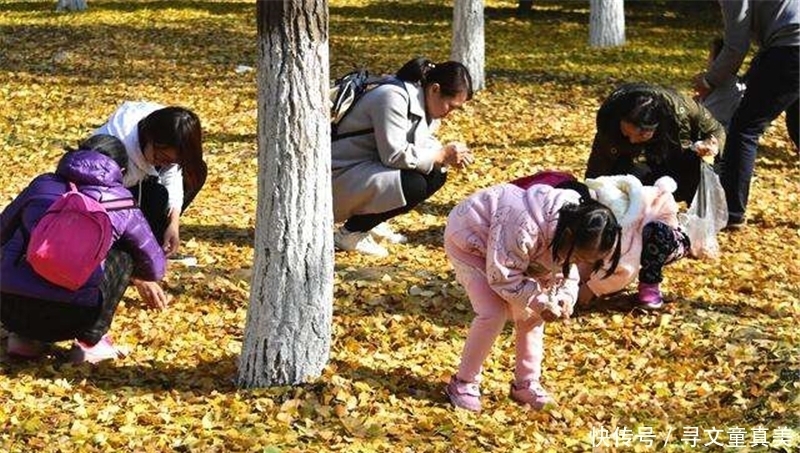  大妈|挂树上没人摘，一到秋天就发臭，却很多人抢着捡，一斤6元