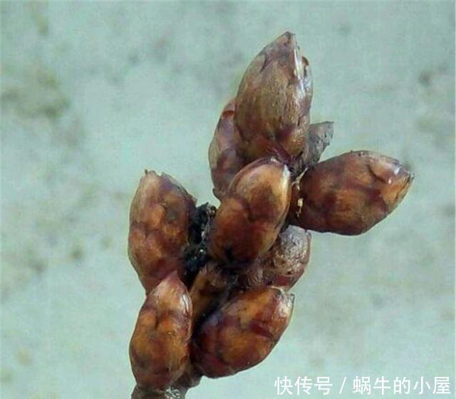 『不良商贩』花市逛“路边摊”,要警惕用“这种方式”卖花的,谁买谁后悔!
