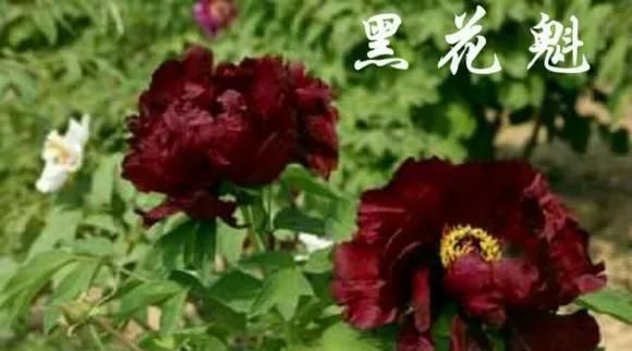  『牡丹』芍药和牡丹的区别图,看懂图就能轻松区分出来!