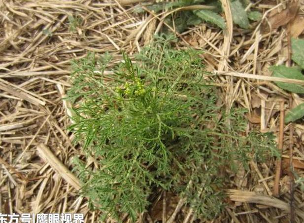 农村田间的这种野草，农民嫌弃，其实它是治疗肺源性心脏病的良药