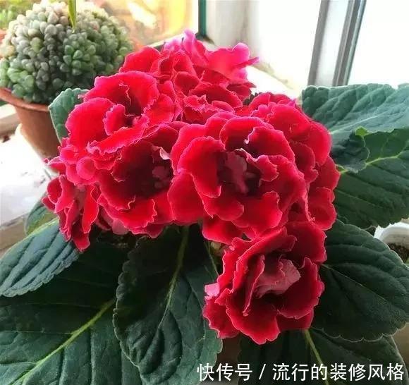  落雪泥|最漂亮的盆栽花，一年到头开花不断，好看又好养 ？